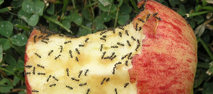 ants eating food