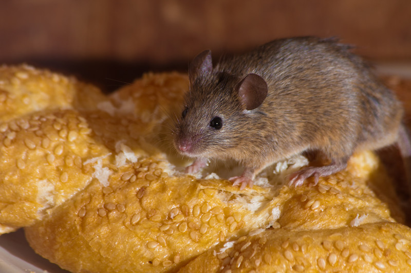 rats, mice, vermin, mouse, general pest control, gold coast, ashmore, rodents
