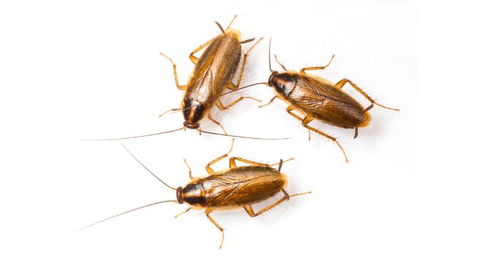 cockroaches, infestation, german cockroach